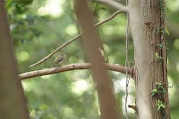 Narcissus Flycatcher 高尾 Sat, 6/2/2018