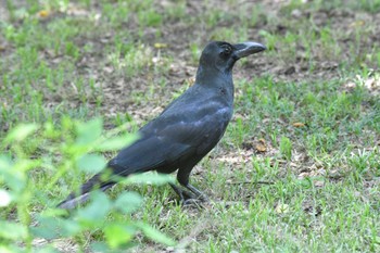 ハシブトガラス 秋ヶ瀬公園 2022年6月4日(土)