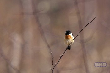 Fri, 4/28/2023 Birding report at Senjogahara Marshland