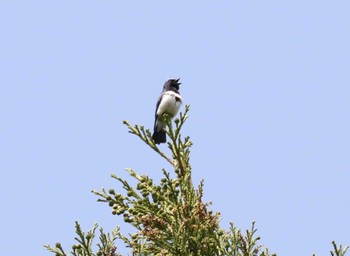 Blue-and-white Flycatcher Hayatogawa Forest Road Fri, 4/28/2023