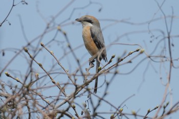 Bull-headed Shrike 青森県十和田市 Tue, 4/25/2023