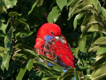 Crimson Rosella Westbourne Woods, Canberra, ACT, Australia Sat, 4/15/2023