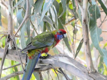 Crimson Rosella Canberra, ACT, Australia Sat, 4/15/2023