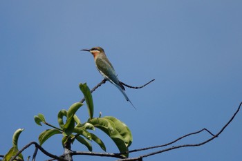 Blue-tailed Bee-eater Putrajaya Wetlands Park Sun, 3/12/2023