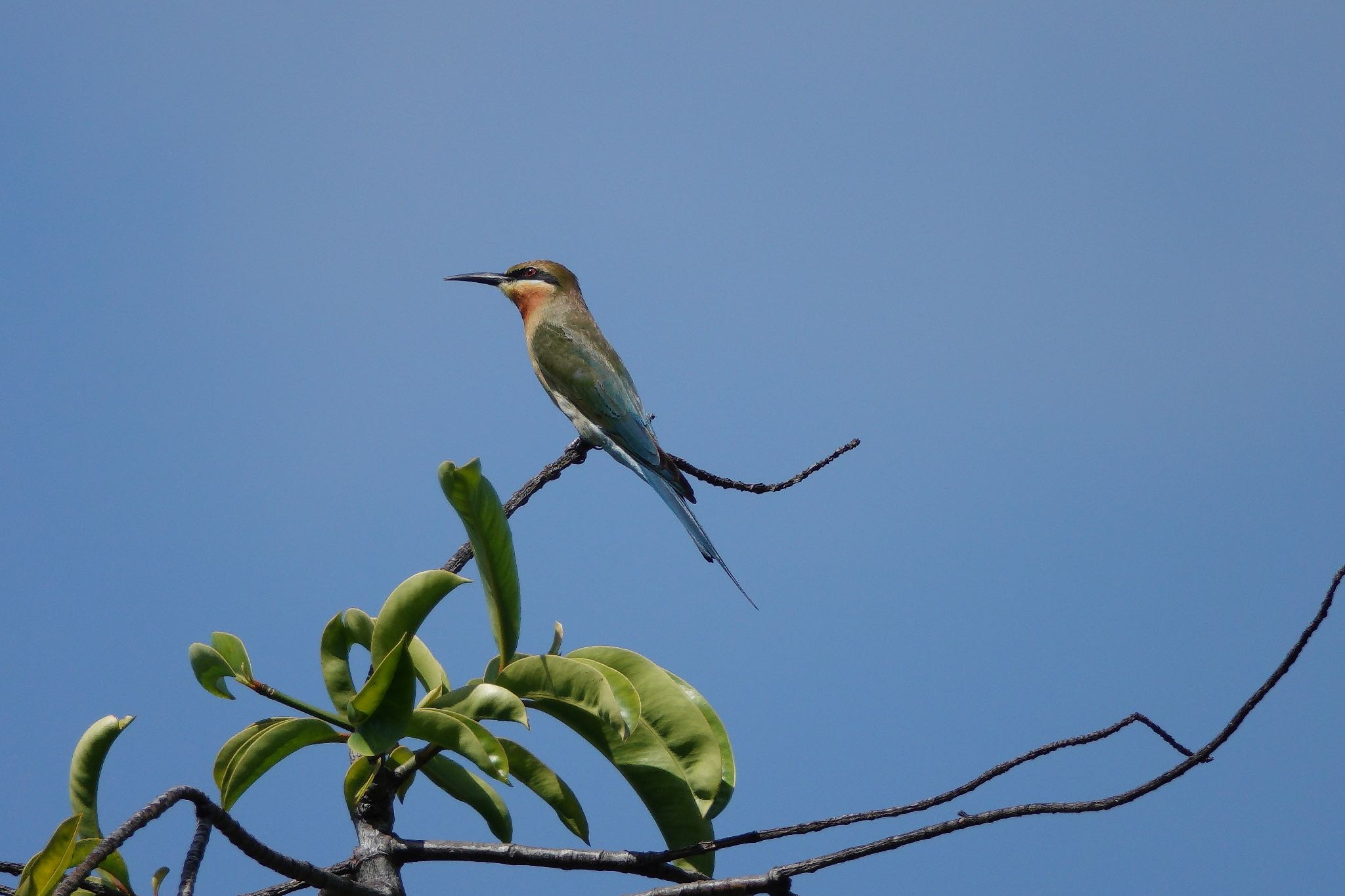 Photo of Blue-tailed Bee-eater at Putrajaya Wetlands Park by のどか