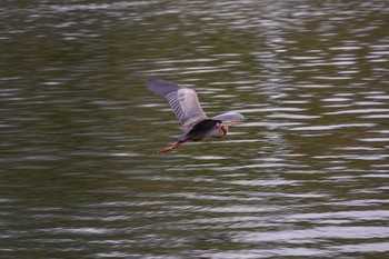 Purple Heron Putrajaya Wetlands Park Sat, 3/11/2023