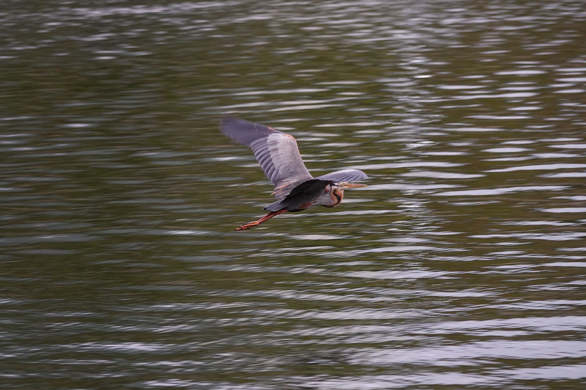 Putrajaya Wetlands Park ムラサキサギの写真 by のどか