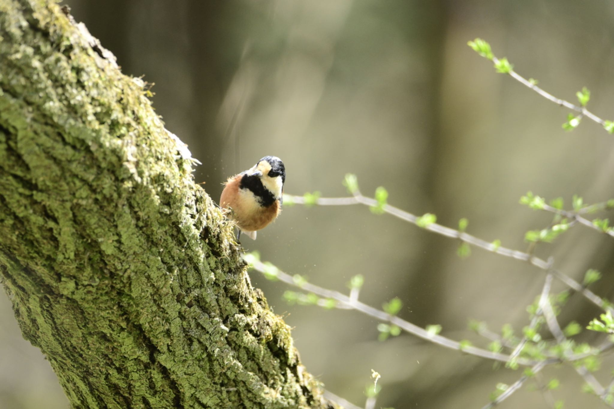 Photo of Varied Tit at 安曇野 by sotanaka.bird