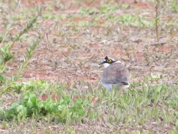 2023年4月29日(土) 十勝北部の野鳥観察記録