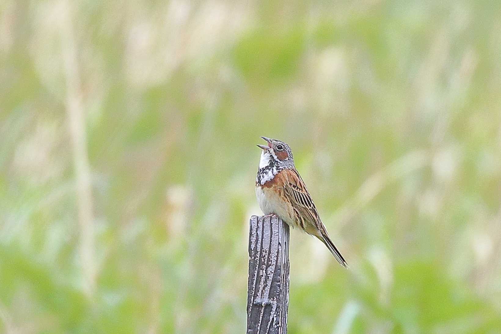 Photo of Chestnut-eared Bunting at  by じん