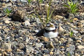 Little Ringed Plover 飯能市 Thu, 4/27/2023