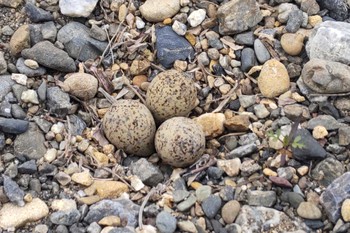 Little Ringed Plover 飯能市 Mon, 4/24/2023