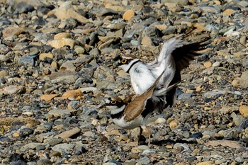 Little Ringed Plover 飯能市 Sun, 4/23/2023