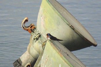 Barn Swallow 松見公園(茨城県つくば市) Sat, 4/29/2023