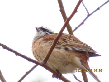 Meadow Bunting Makomanai Park Sat, 4/29/2023