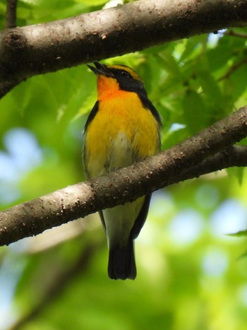 キビタキ 航空公園 2023年4月29日(土)