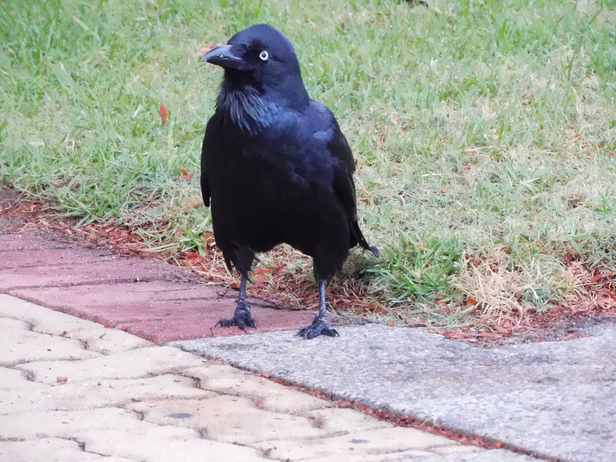 Photo of Australian Raven at キングス・パーク・アンド・ボタニック・ガーデン by mkmole