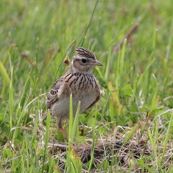 Eurasian Skylark 淀川河川公園 Sat, 4/29/2023