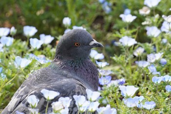 カワラバト 舎人公園 2023年3月31日(金)