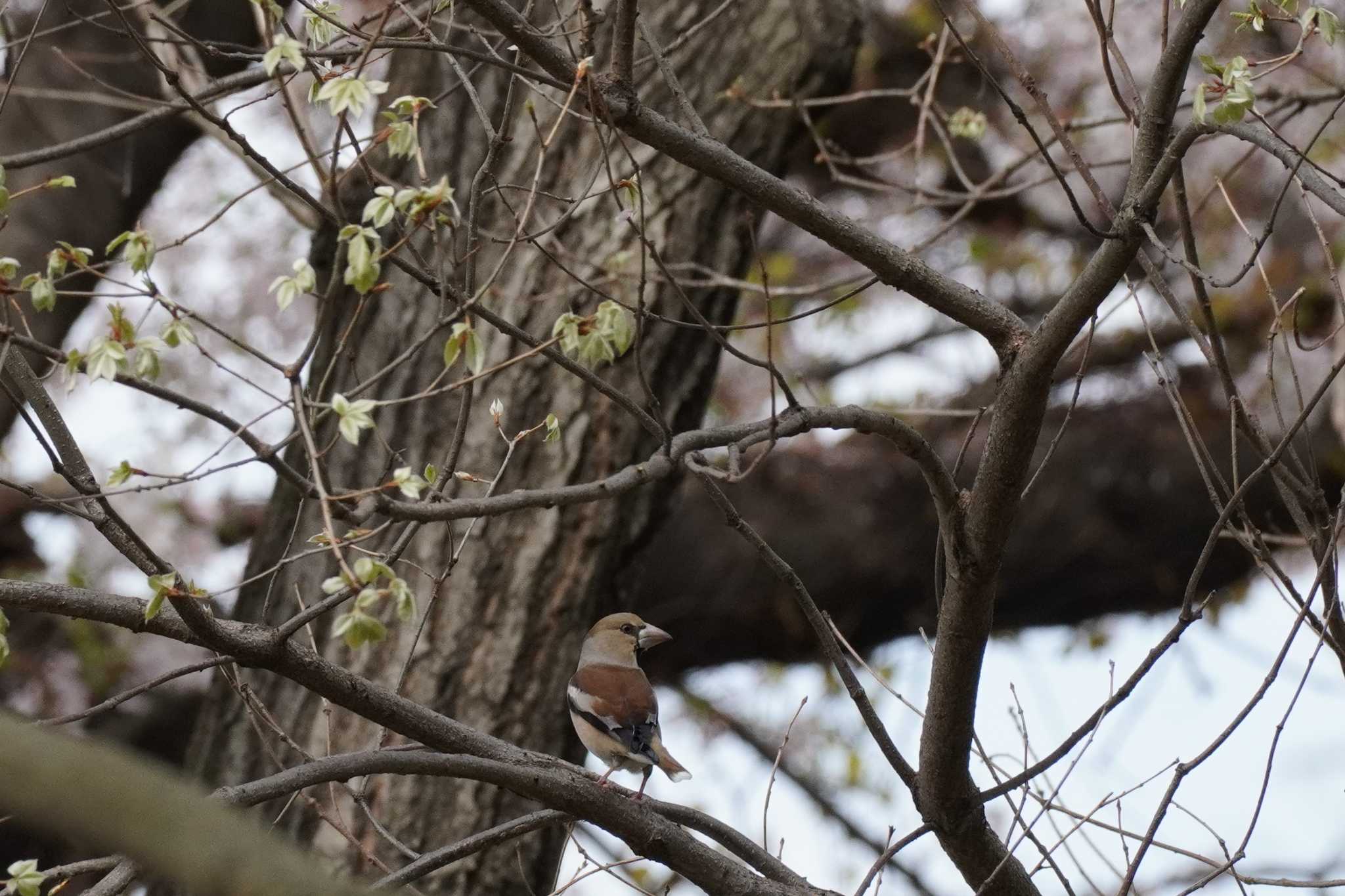 埼玉県 シメの写真