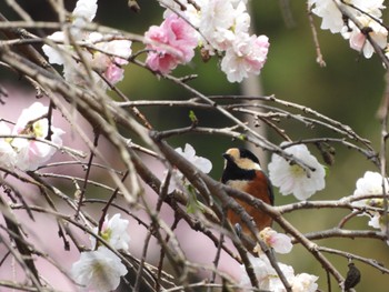 Varied Tit 山口県 Sat, 4/1/2023