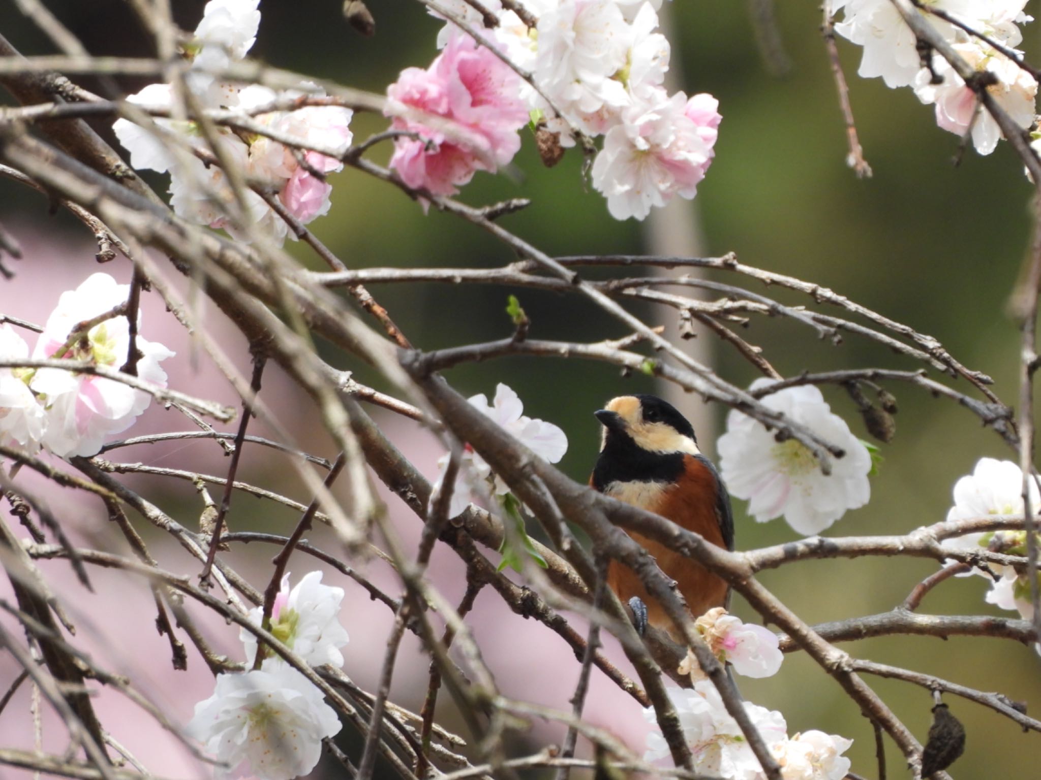 桜とヤマガラさん