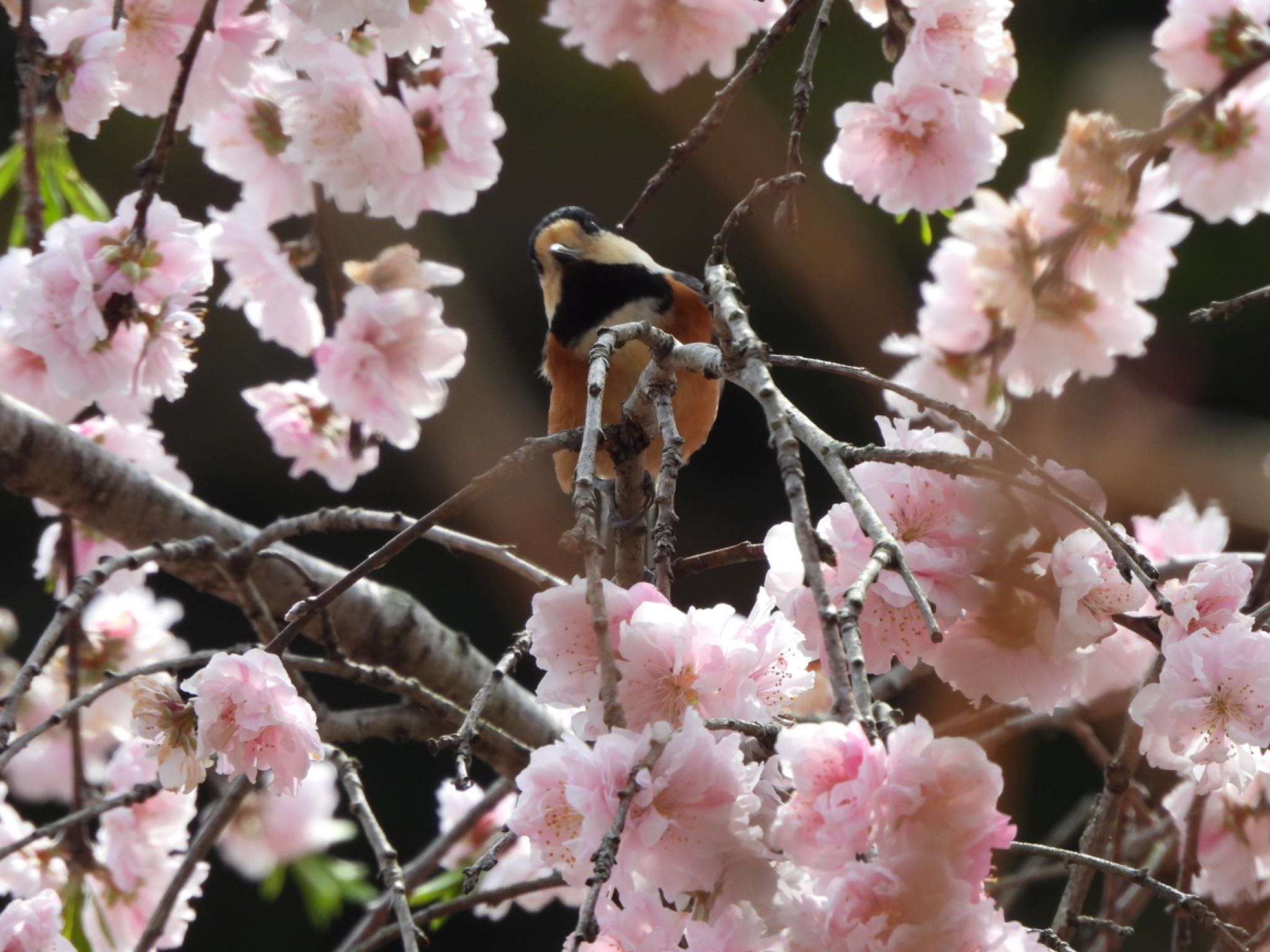 桜とヤマガラさん