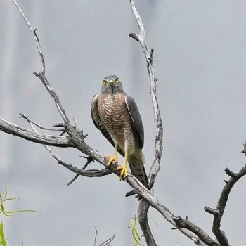 2023年4月26日(水) Pattaya, Chonburi, Thailandの野鳥観察記録