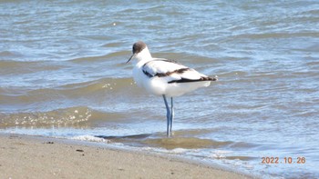 2022年10月26日(水) 葛西臨海公園の野鳥観察記録