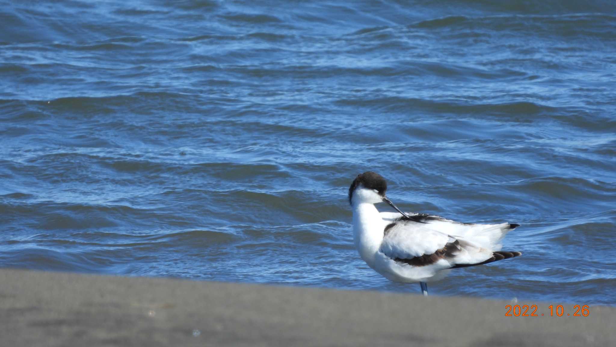 葛西臨海公園 ソリハシセイタカシギの写真