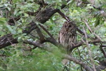 Ural Owl 埼玉県 Mon, 5/21/2018