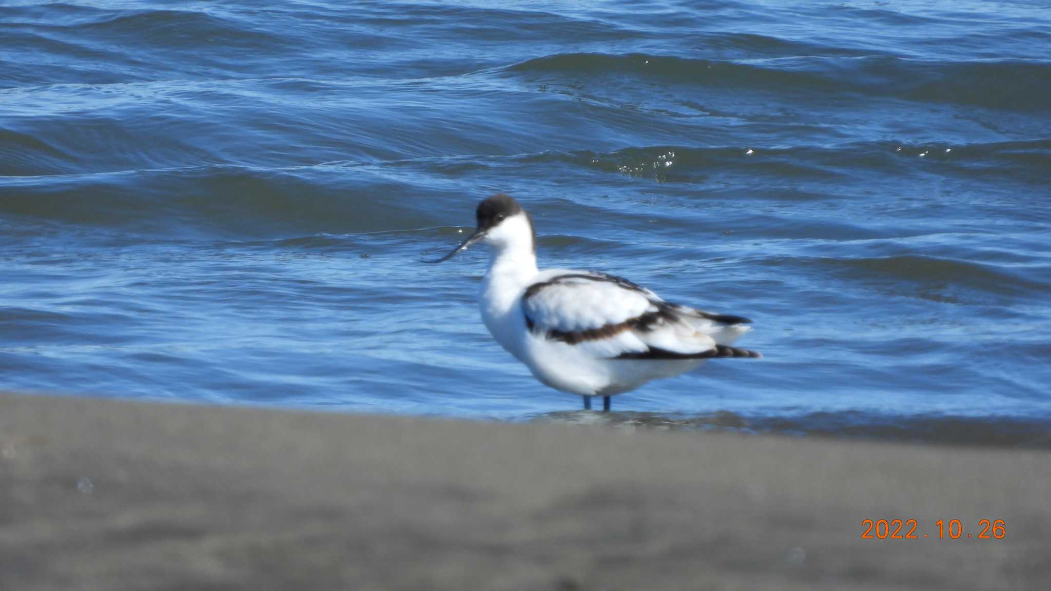 葛西臨海公園 ソリハシセイタカシギの写真