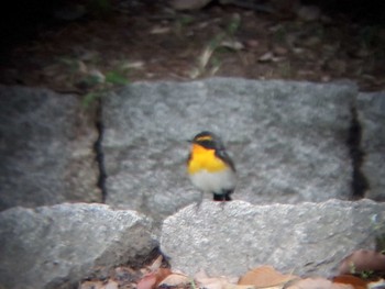 Sat, 4/29/2023 Birding report at 上坂部西公園