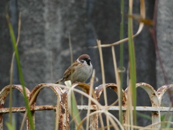 Sat, 4/22/2023 Birding report at Meiji Jingu(Meiji Shrine)