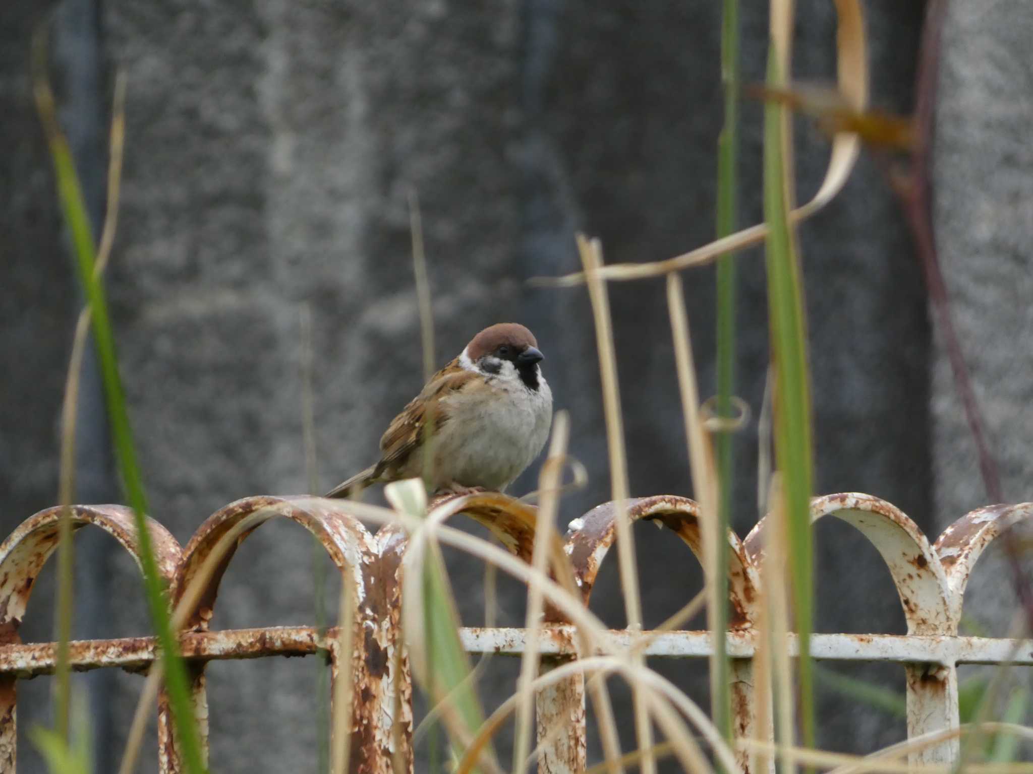 Eurasian Tree Sparrow