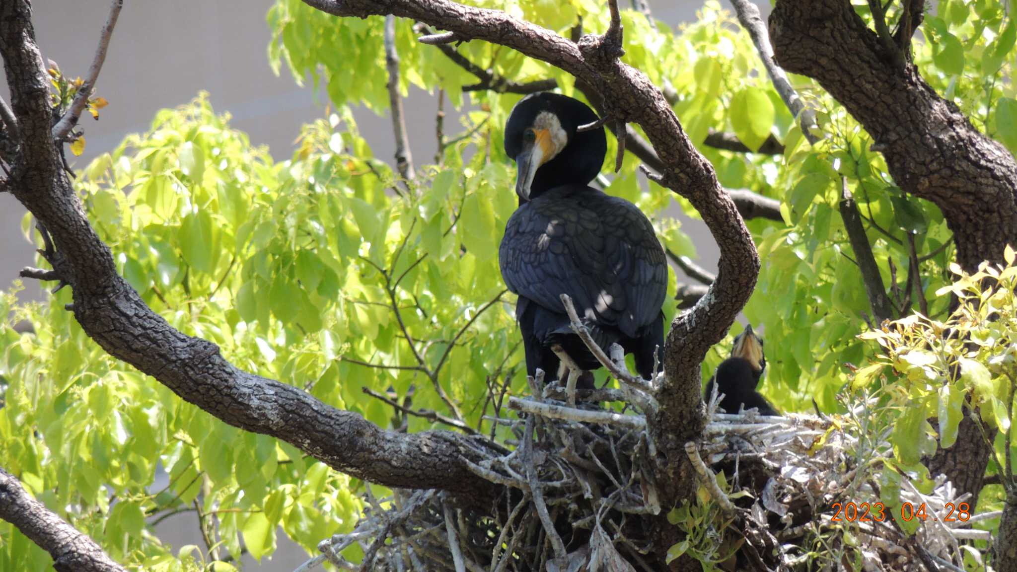 Great Cormorant