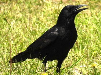 2023年4月29日(土) 秋葉の森総合公園・大宮花の丘農林公苑の野鳥観察記録