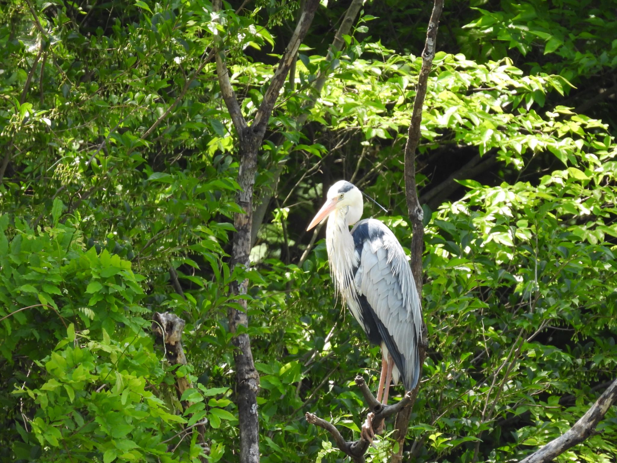 秋葉の森総合公園・大宮花の丘農林公苑 アオサギの写真