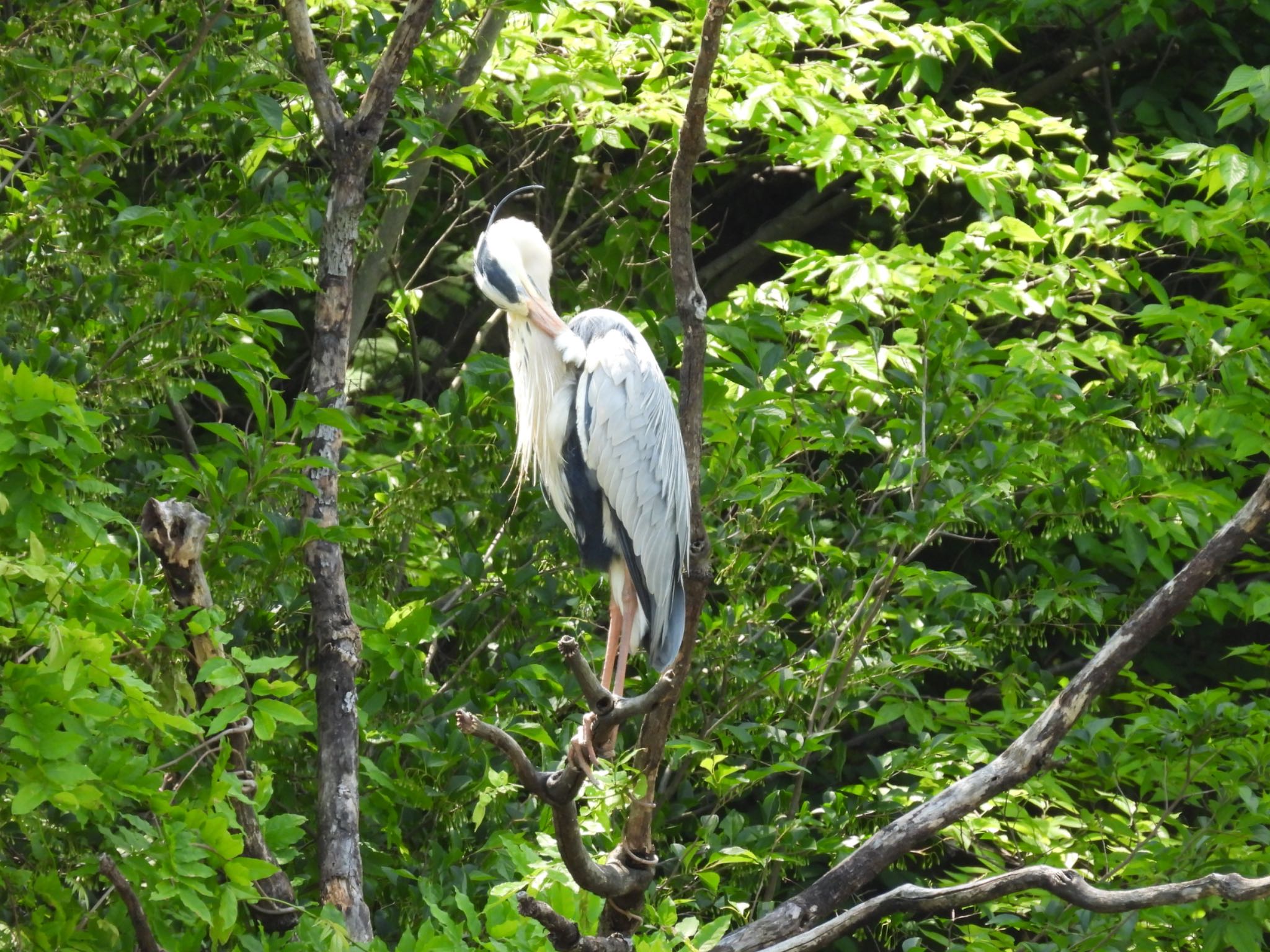 秋葉の森総合公園・大宮花の丘農林公苑 アオサギの写真