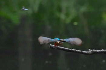 Common Kingfisher Unknown Spots Wed, 6/6/2018