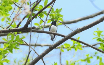 Blue-and-white Flycatcher 青森県十和田市 Fri, 4/28/2023