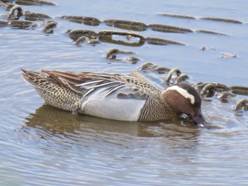 Garganey 境川遊水地公園 Sat, 4/29/2023