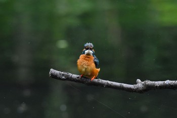 Common Kingfisher Unknown Spots Wed, 6/6/2018