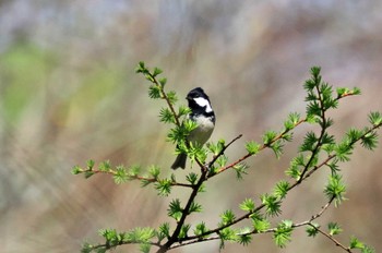 ヒガラ 八ヶ岳ふれあい公園 2023年4月28日(金)