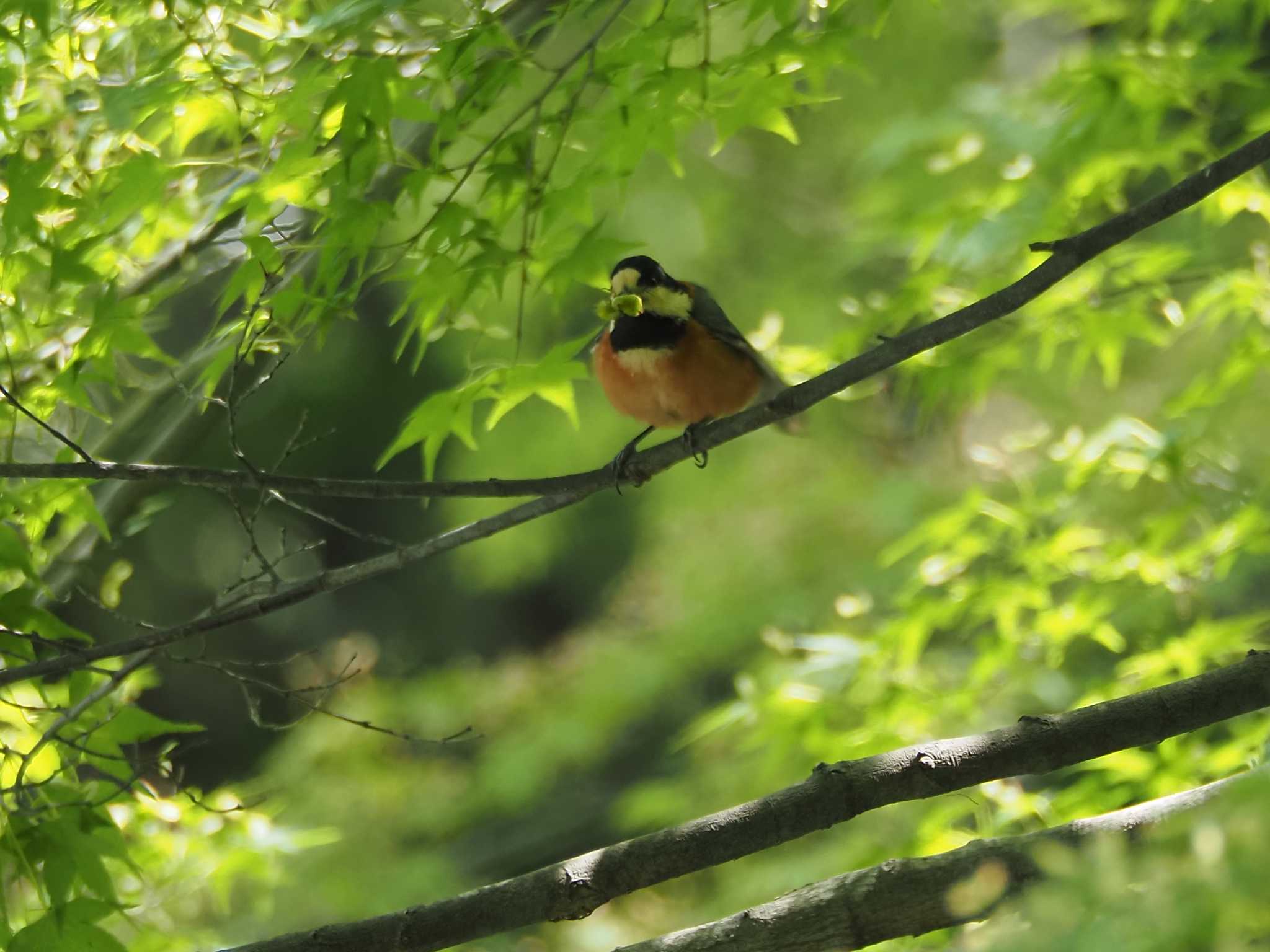 Varied Tit