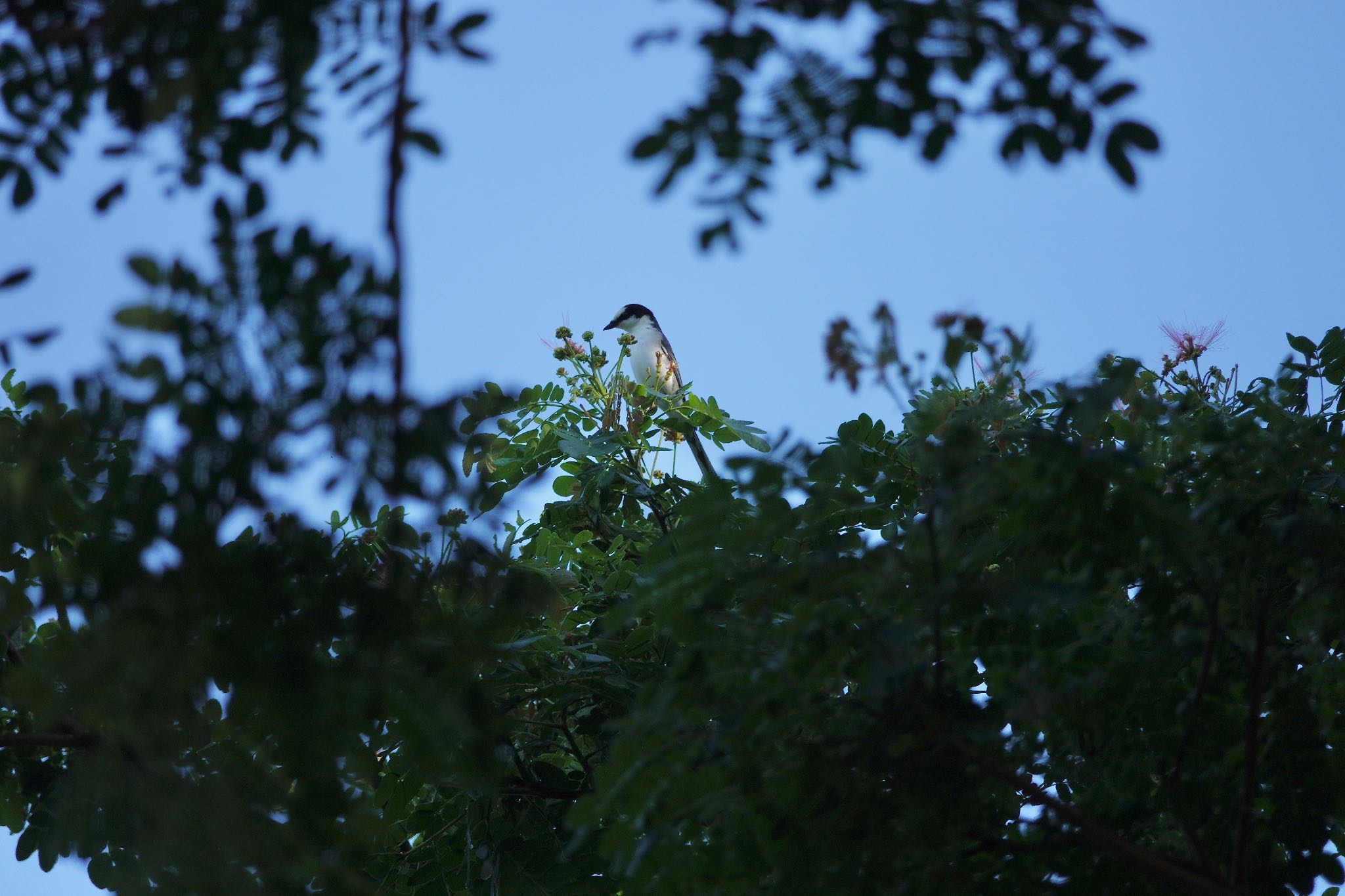 Photo of Ashy Minivet at Putrajaya Wetlands Park by のどか