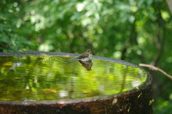 キビタキ 弘法山公園 2014年6月26日(木)