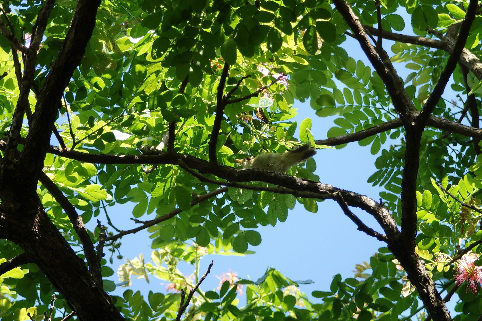 Putrajaya Wetlands Park コムシクイの写真