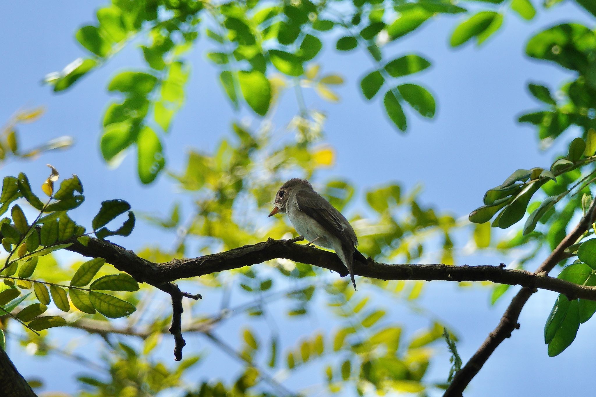 Putrajaya Wetlands Park コサメビタキの写真