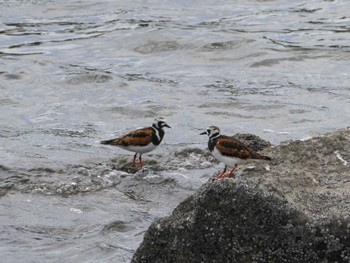 キョウジョシギ 東京港野鳥公園 2023年4月29日(土)